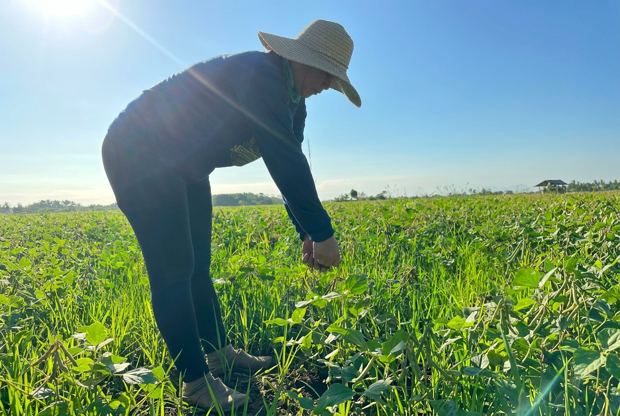 A cooperative member hand-picking mung bean pods in the field